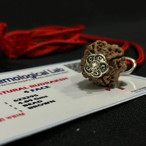4 Mukhi Nepali Rudraksha - Chaar Mukhi