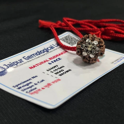 6 Mukhi Nepali Rudraksha - Chhey Mukhi